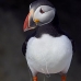 puffin_atlantic_msi_v_0960_can0573.jpg